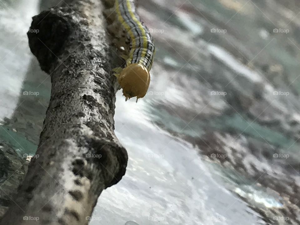 Caterpillar we found in my backyard with my son Marshall 