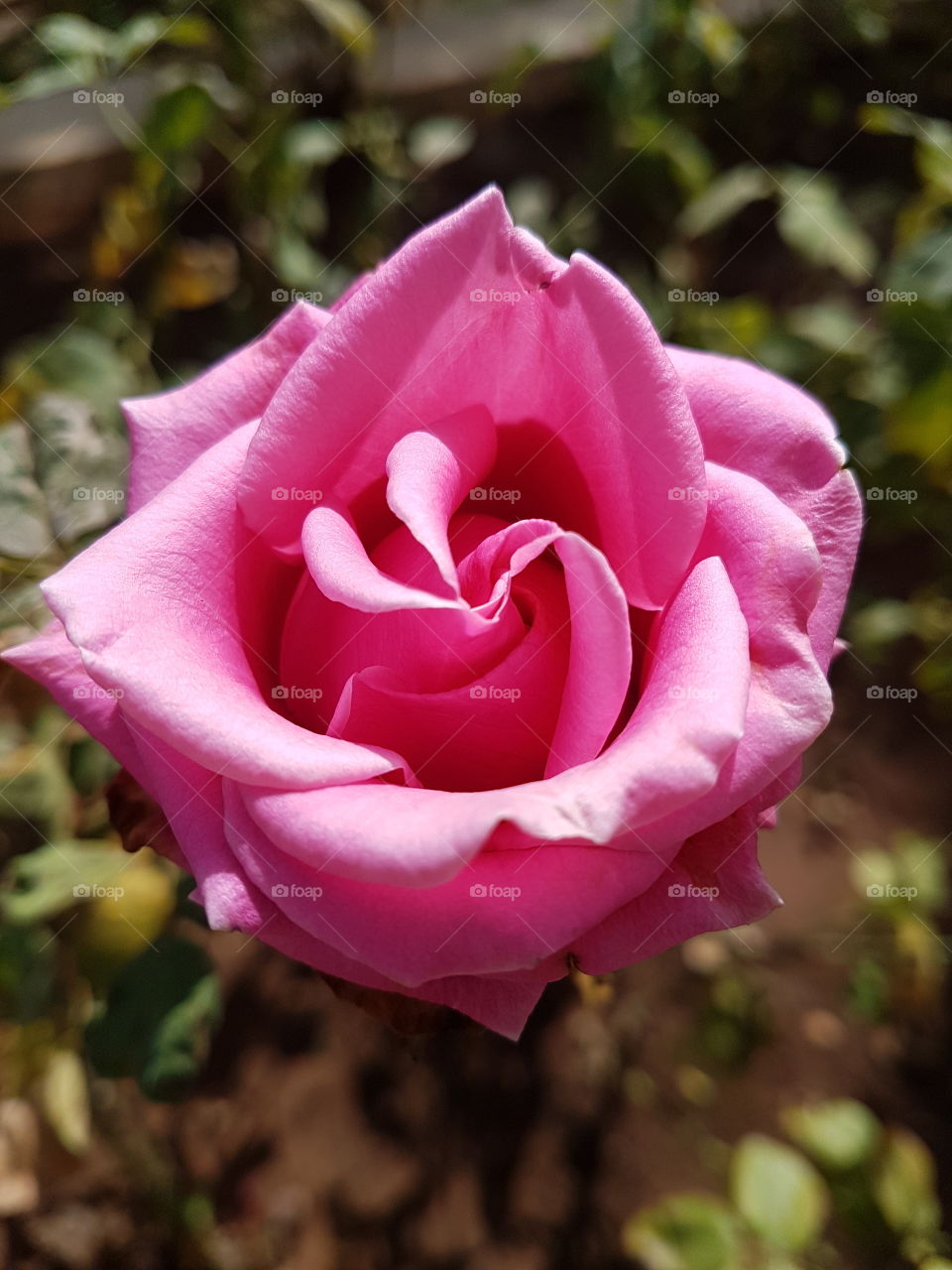 pink flower in garden