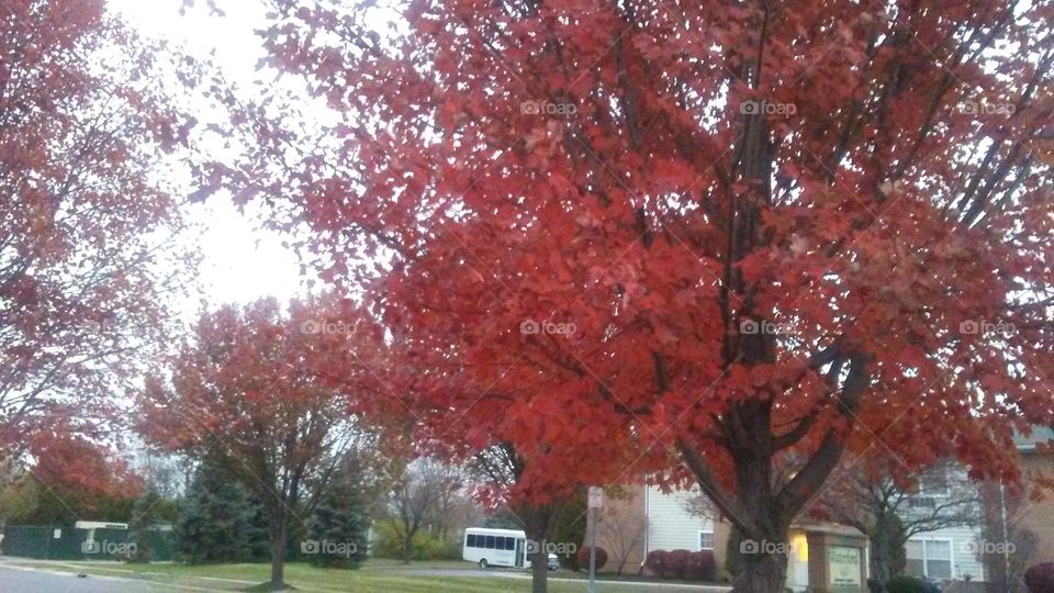 Tree, Leaf, Fall, Park, Season