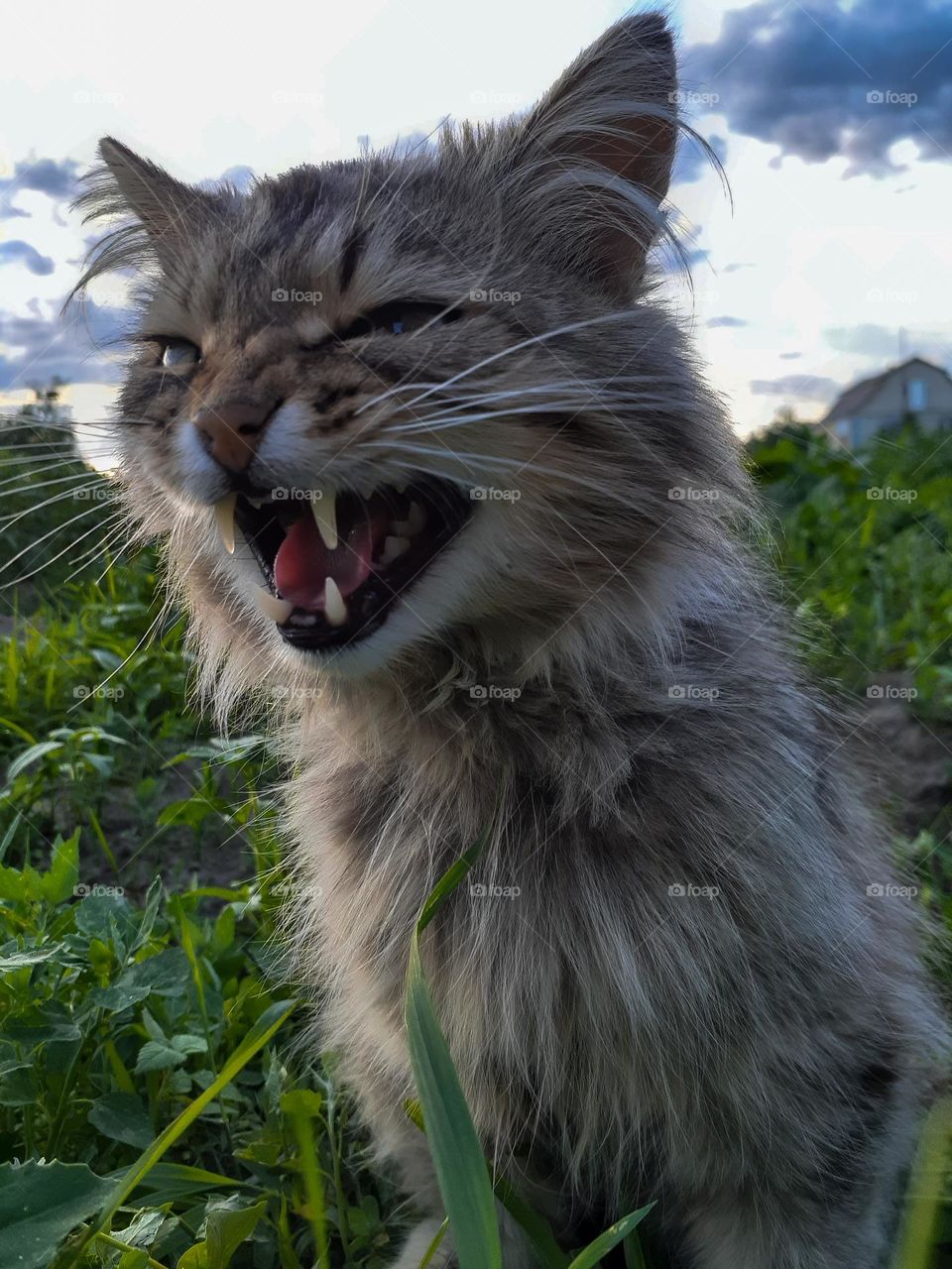 Angry village gray cat