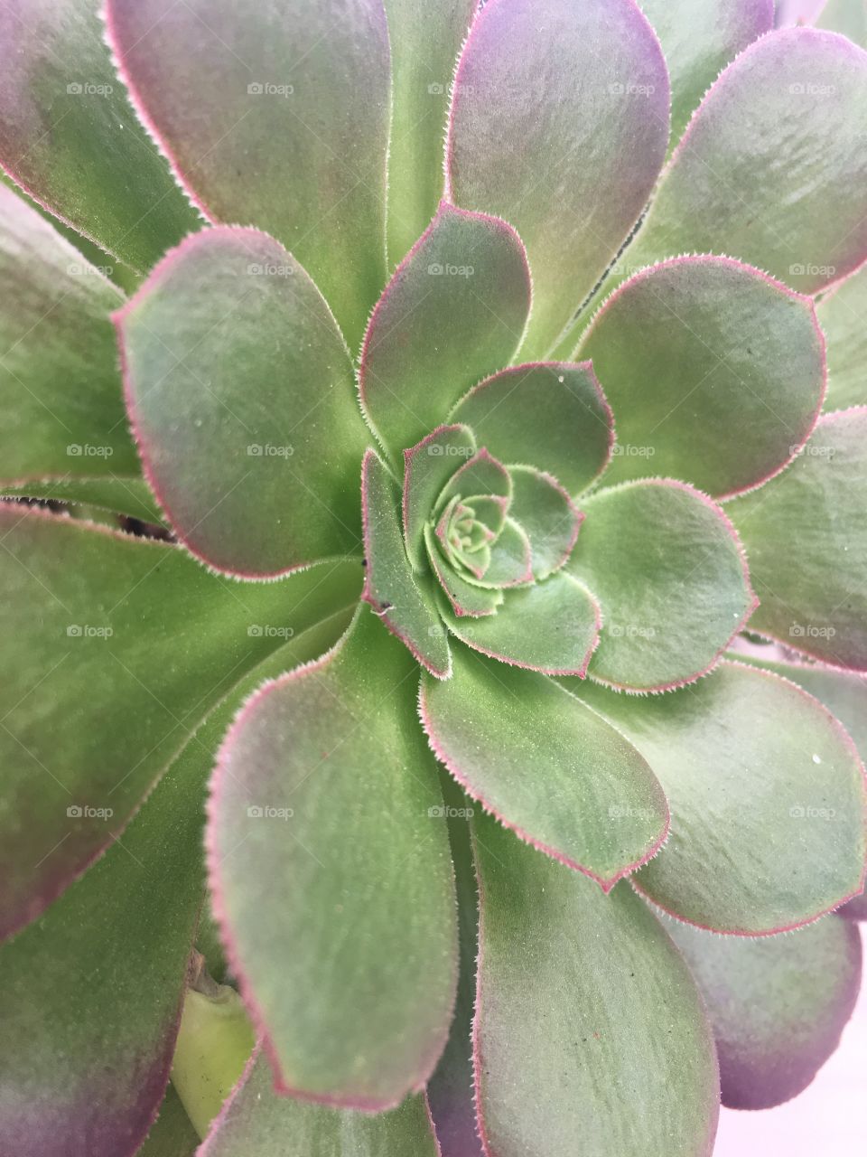 Close up of a succulent 
