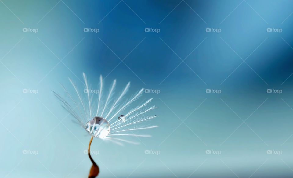 water drop on a dandelion