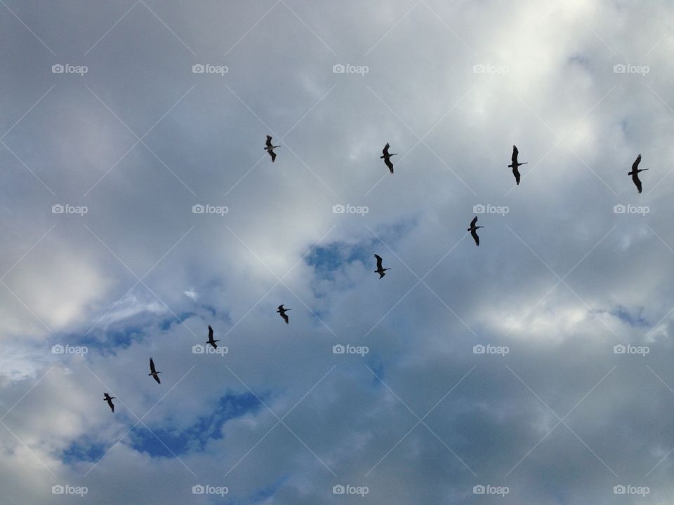 Cloudscape And Birds