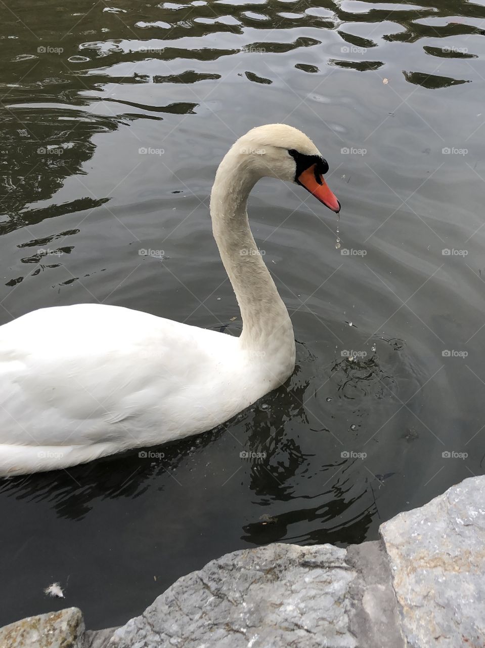Swan water dripping from beak profile 