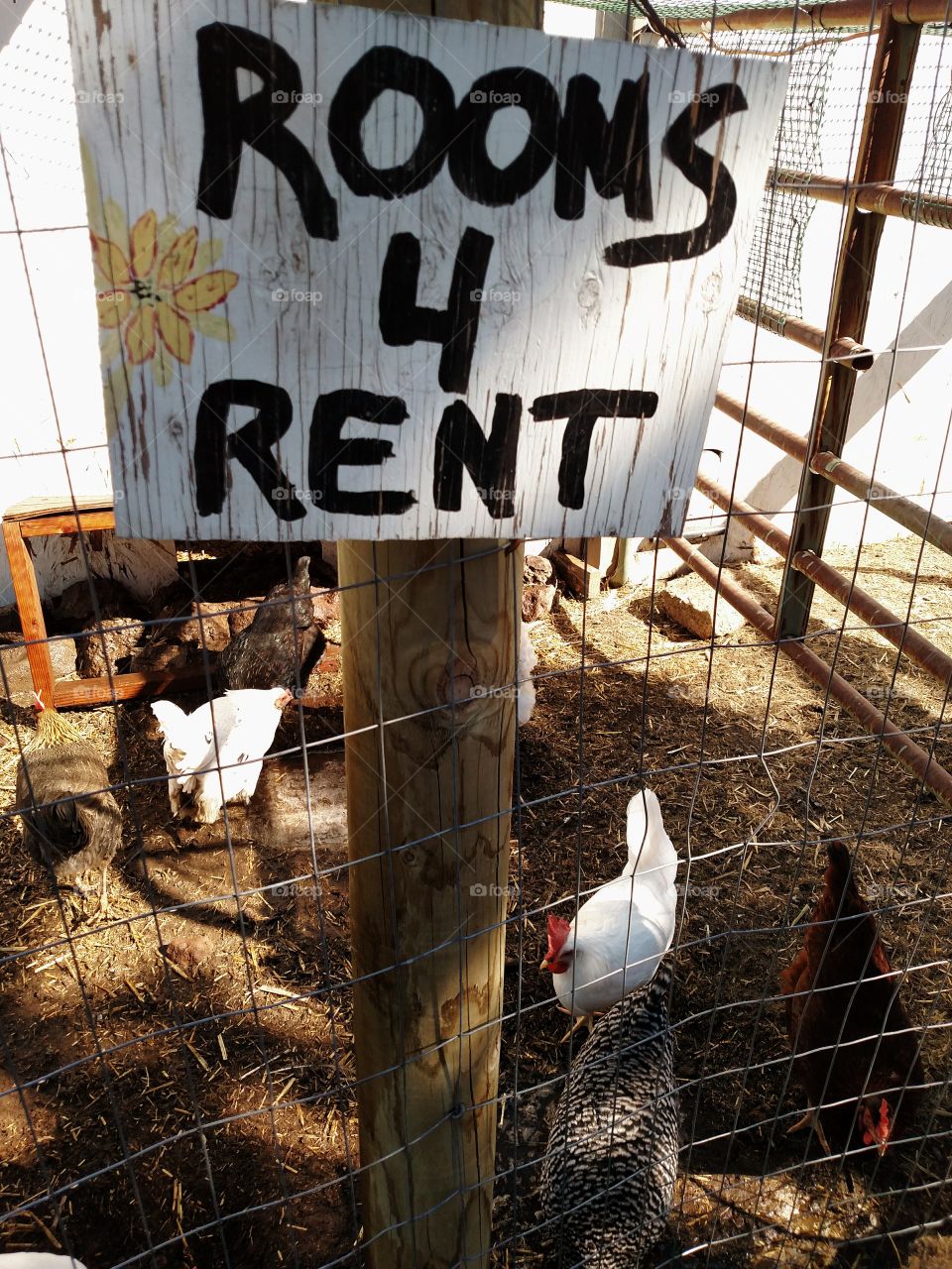 Chicken Hen House Rooms For Rent