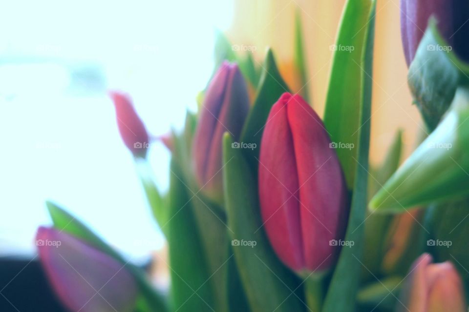 Tulips