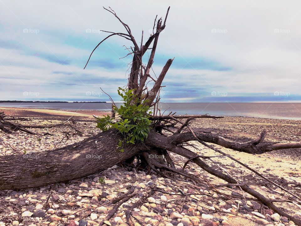 Still growing new leaves even when it’s collapsed...never give up hope 