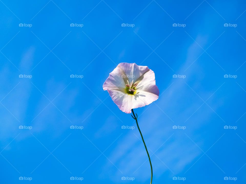 A beautiful bindweed flower on blue sky background
