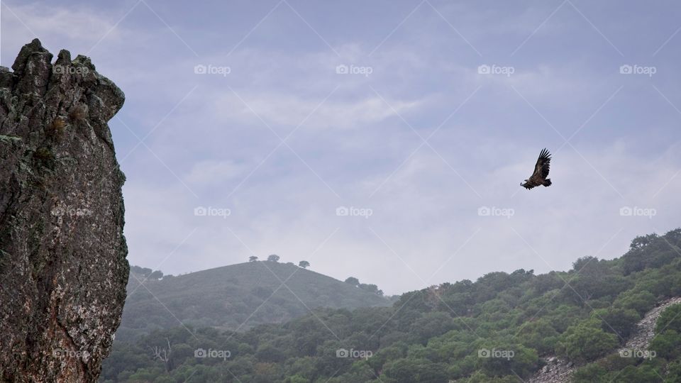 A vulture flies free towards its nest on a rock