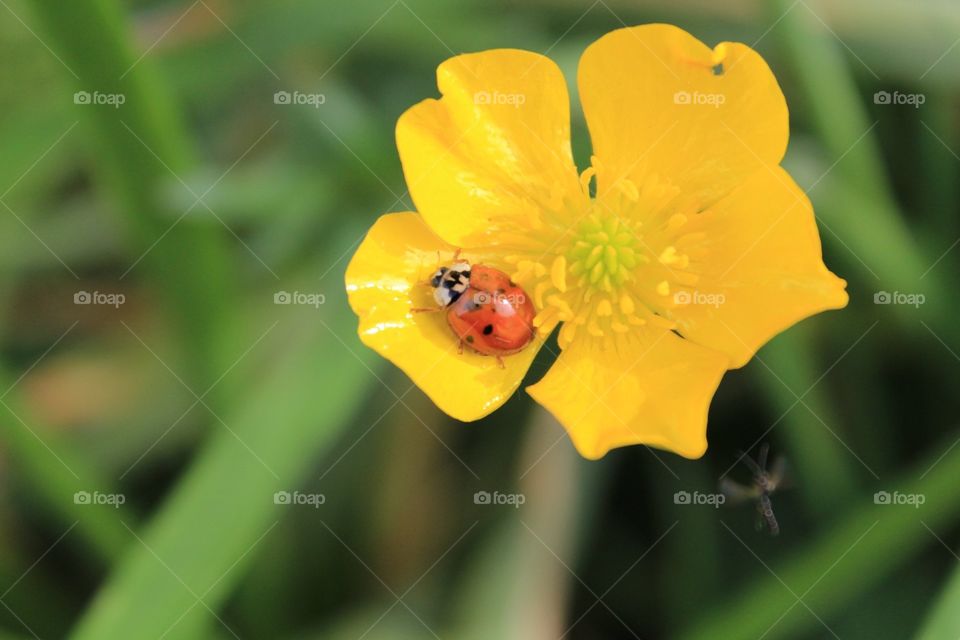 Ladybird and buttercup 