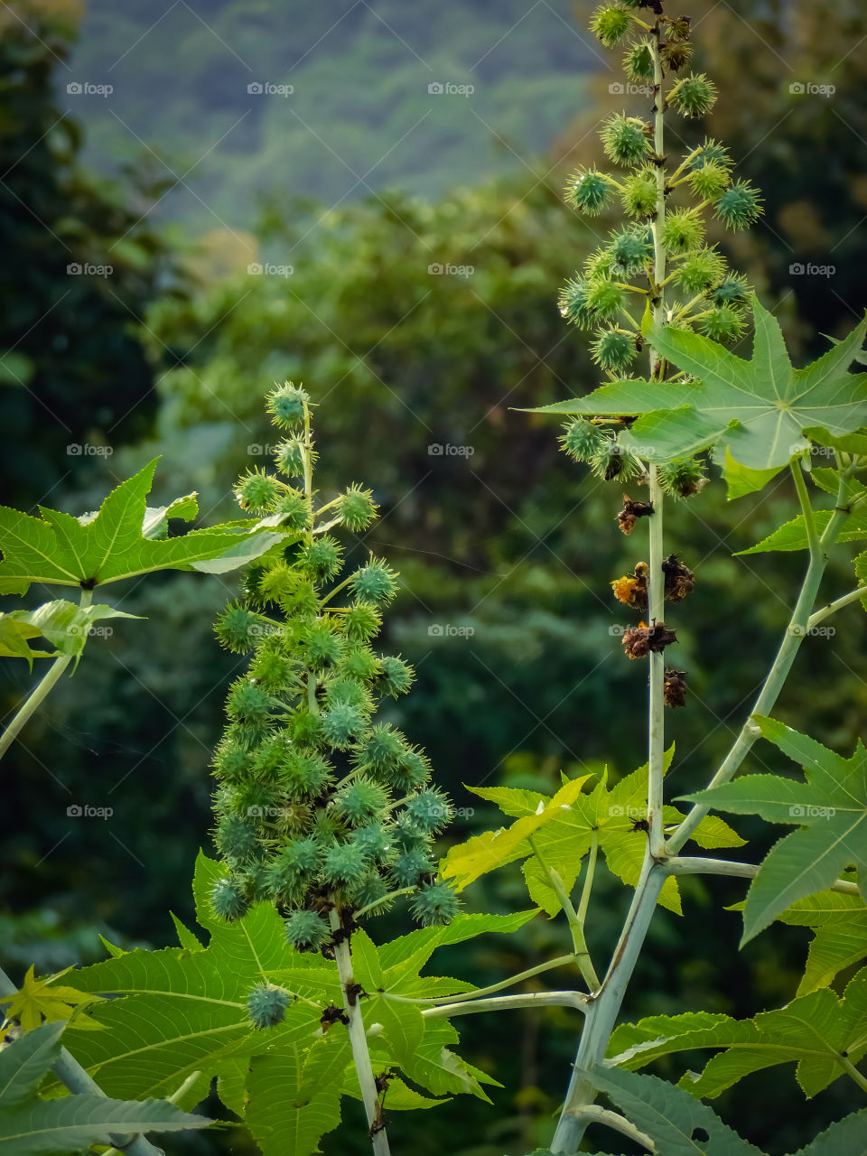Castor Bean Plant with blurred green background. Scientific name is Ricinus communis. It is also oil seed crop.