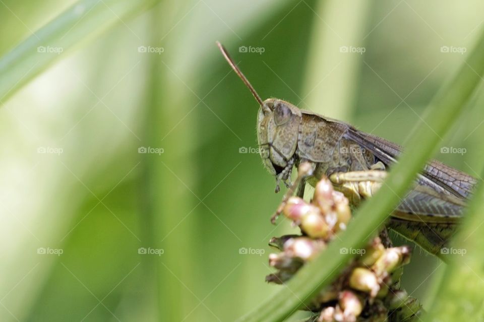 Grasshopper on plant