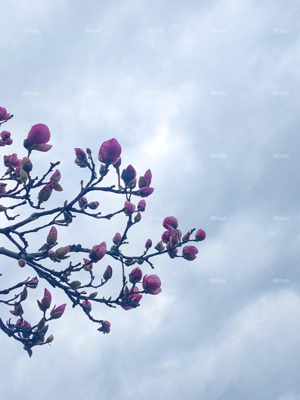 Close up of a pink Magnolia branch with buds.  Background gloomy sky.  New life