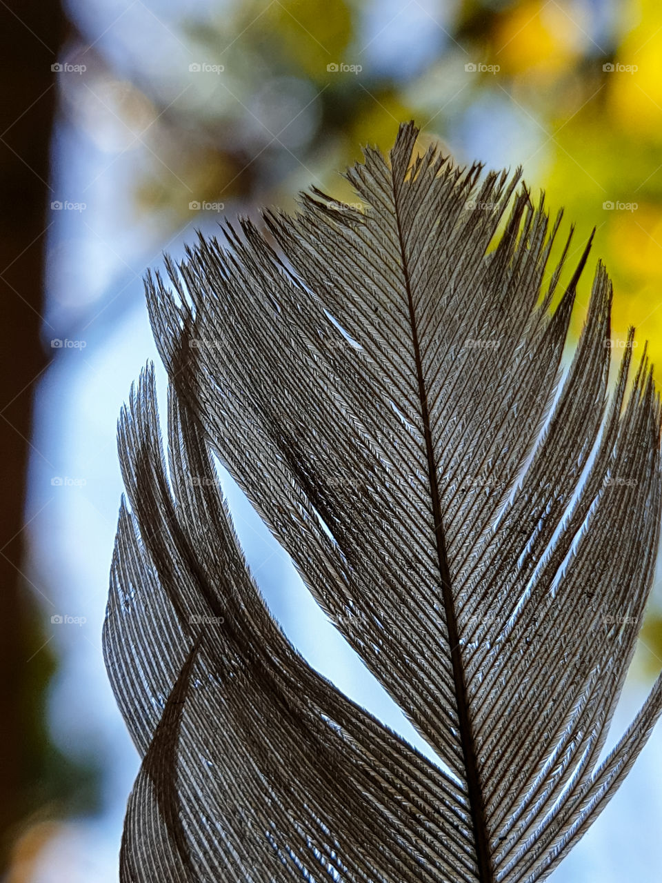 feather against the sky