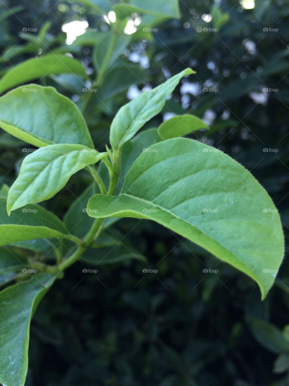 Leaves