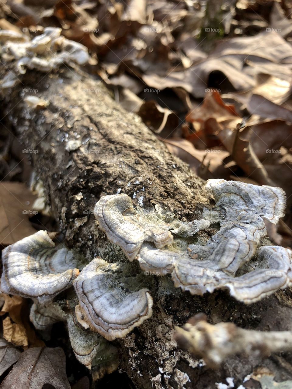 Fungi in woods in late afternoon sunlight 