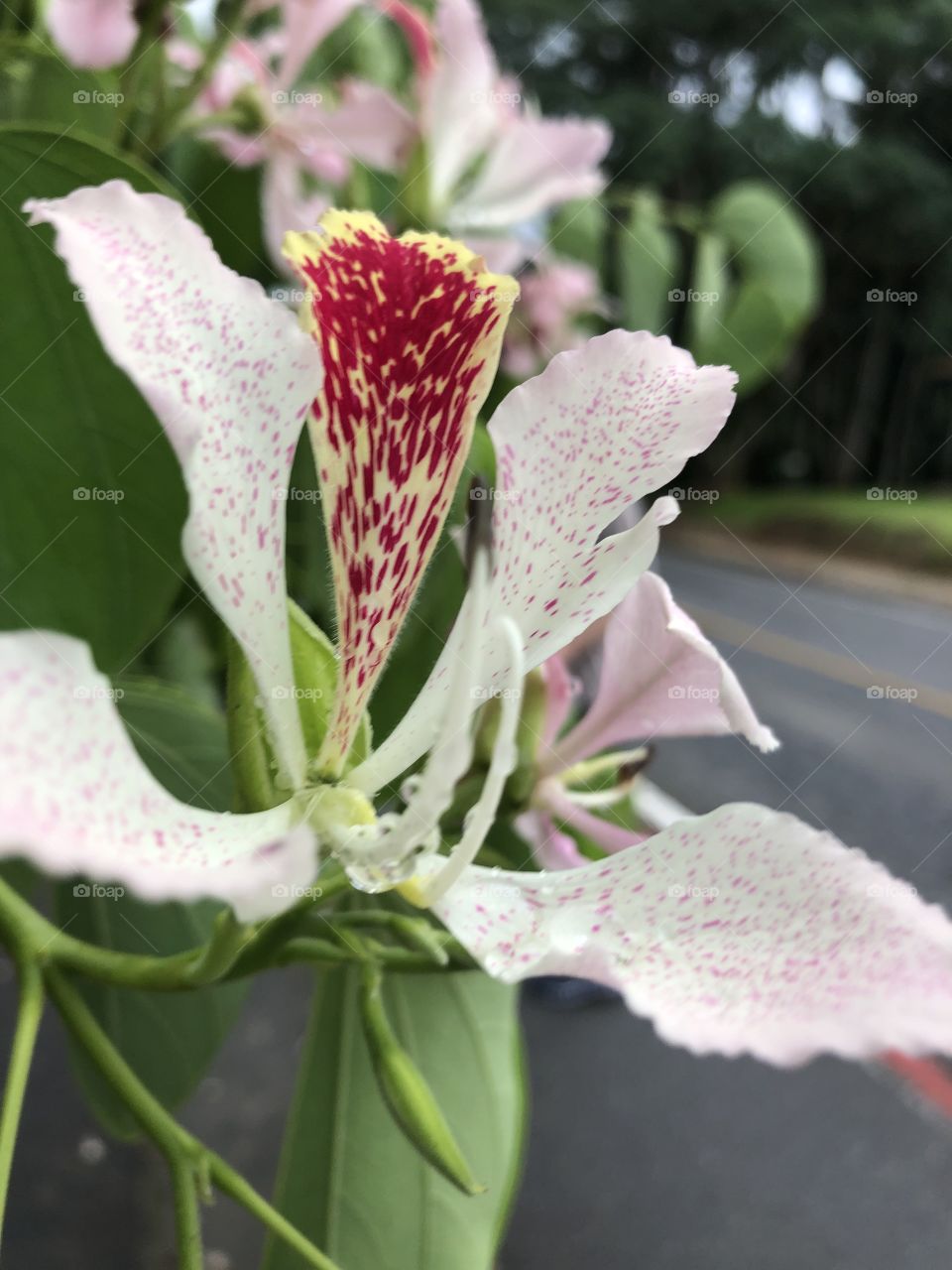 Flor rosa muito diferente de perto