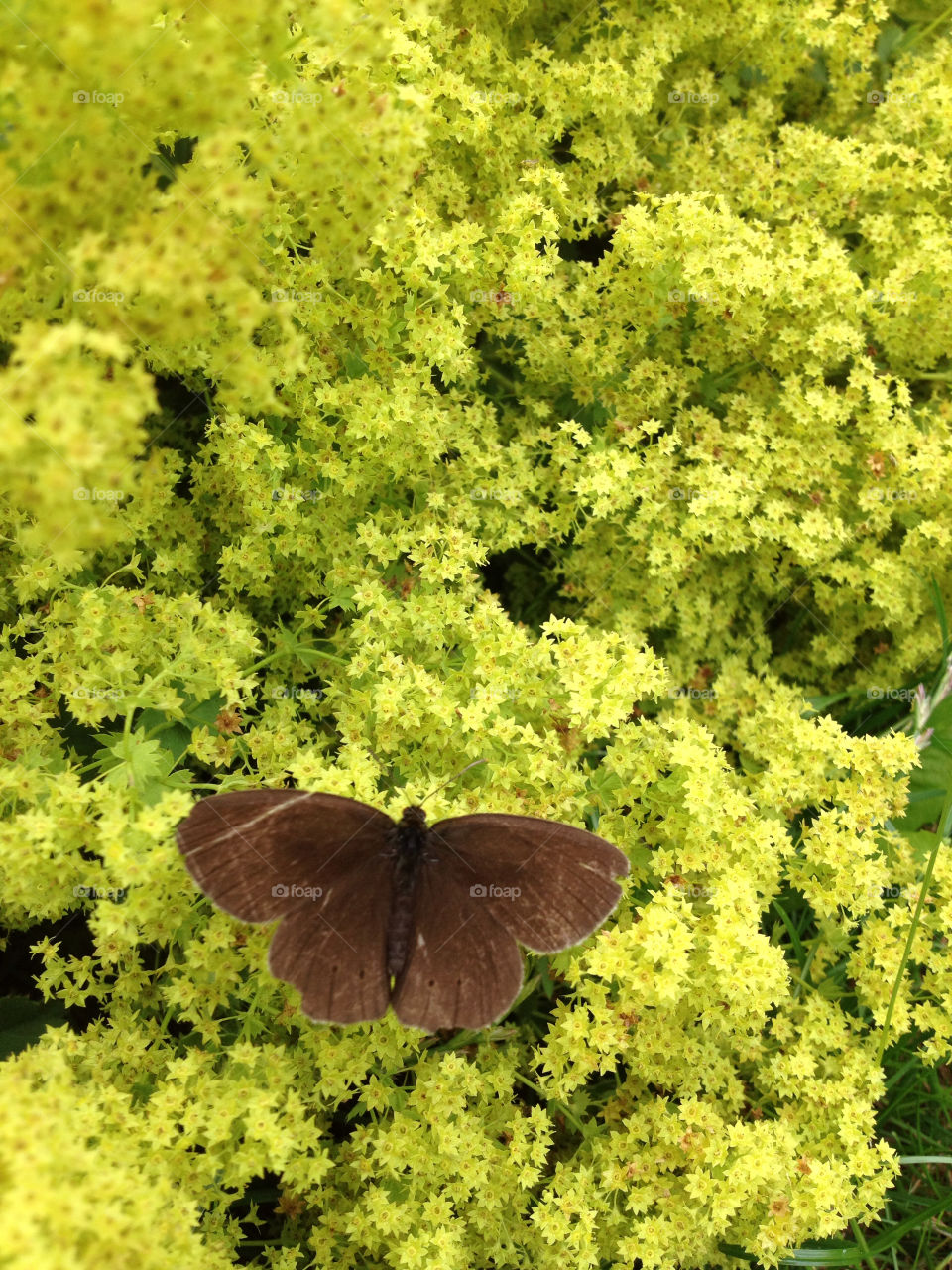 Butterfly on flower