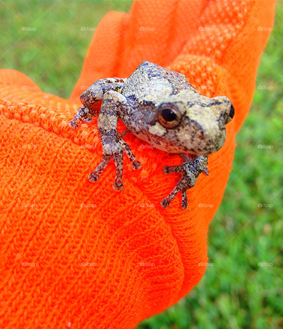 grass orange animal hand by vickikl3