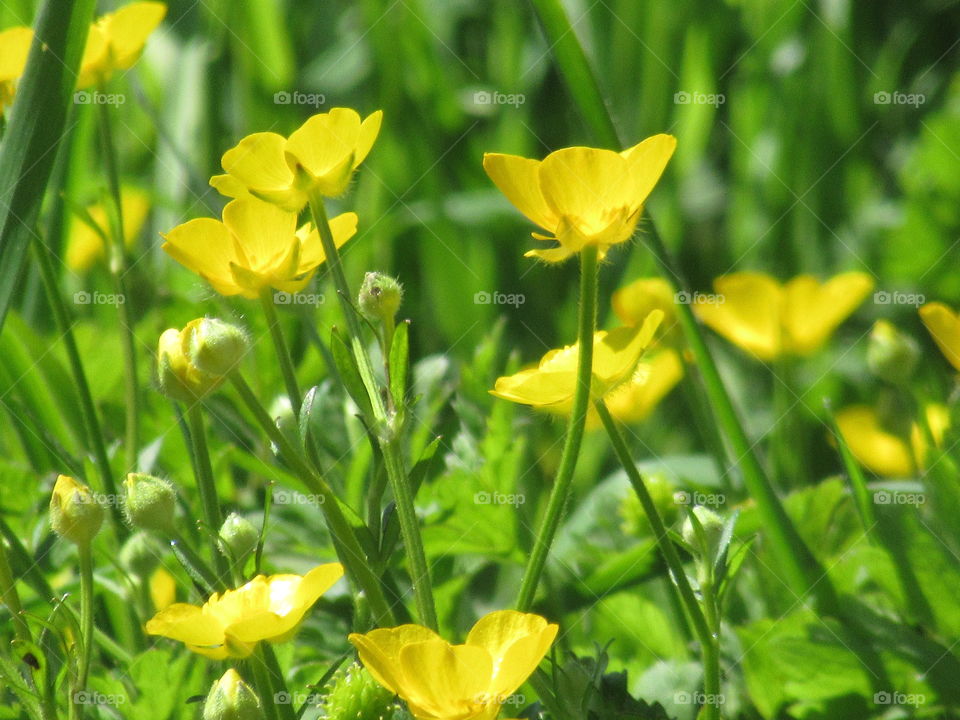 Buttercup meadow