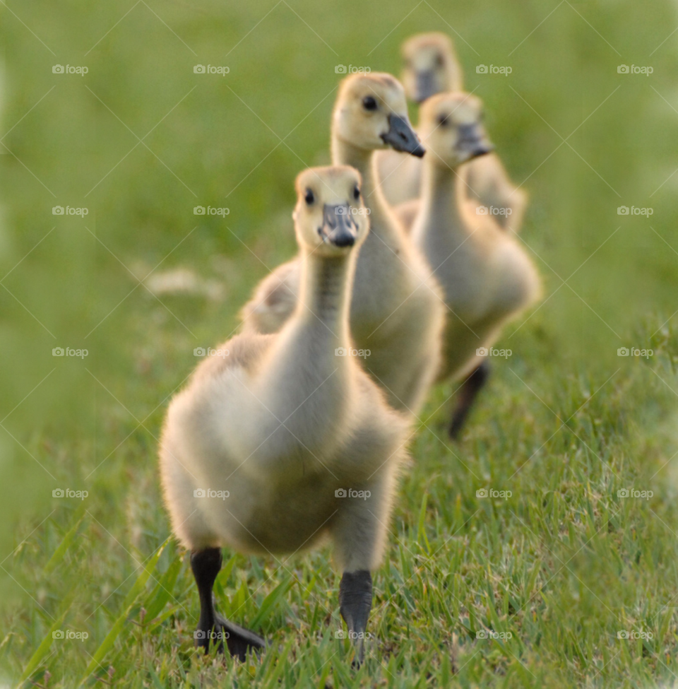 family babies follow follow the leader by lightanddrawing