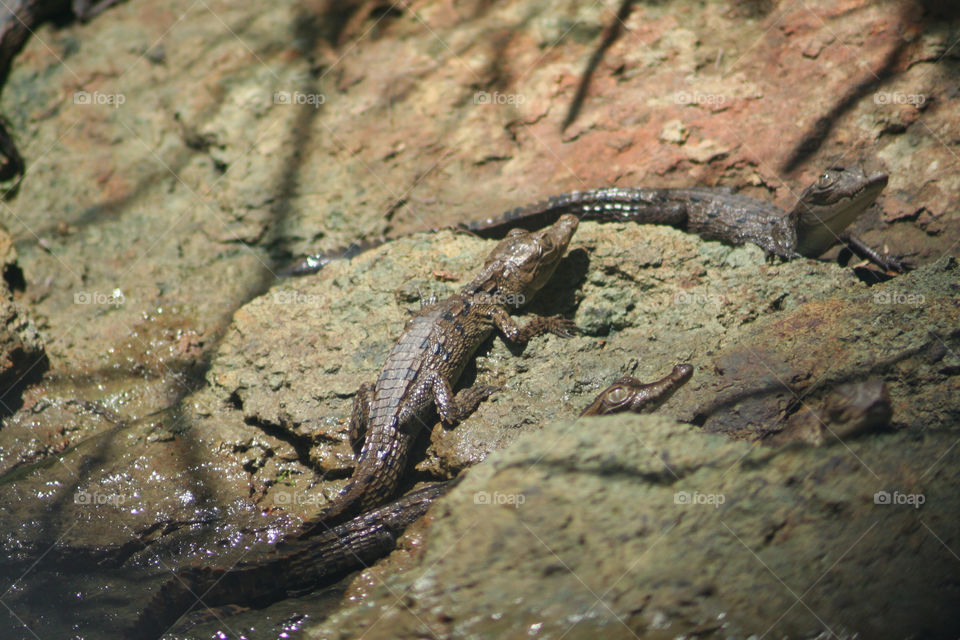 baby cute canal alligator by geebee