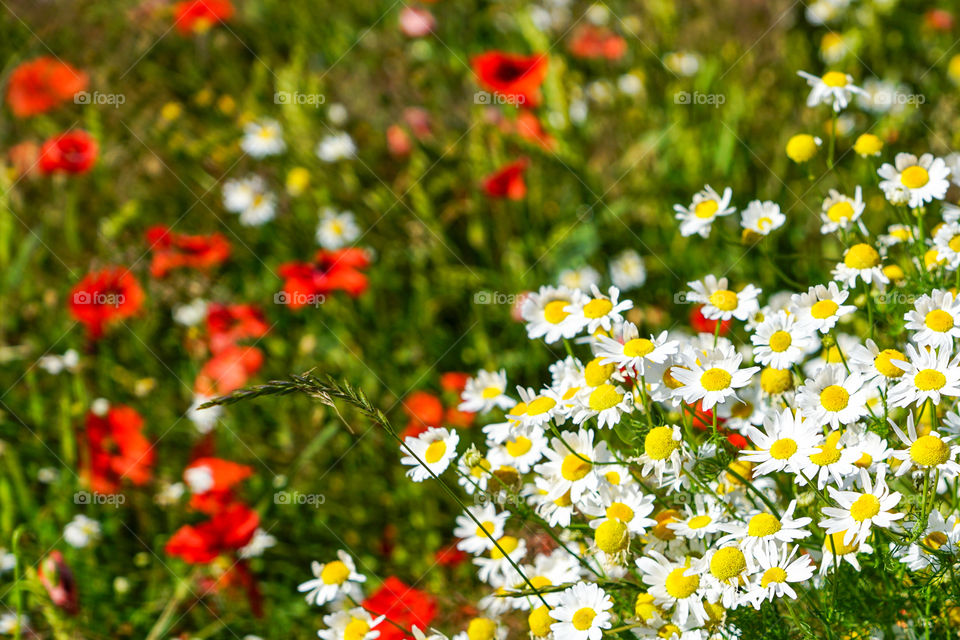 beautiful flowering meadow with poppies  and daisies on a bright sunny summer day