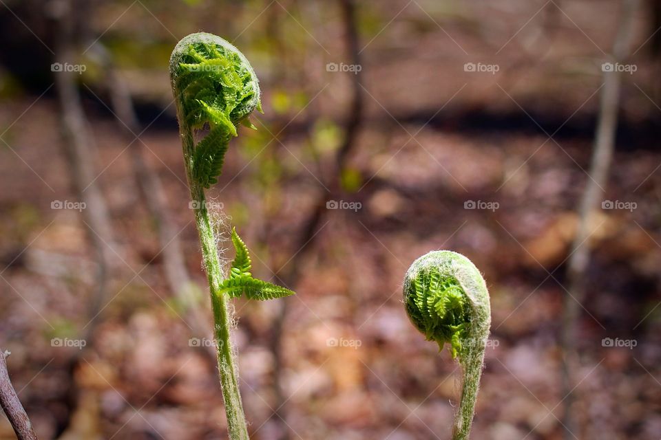 Fiddlehead forest