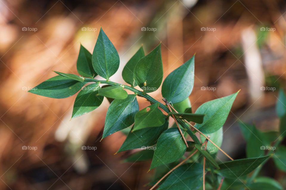 Evergreen bush branch