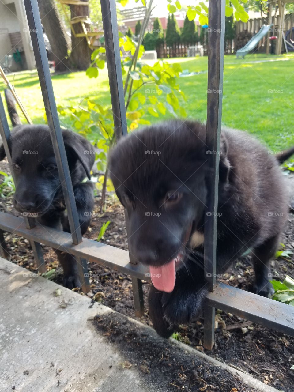 brother puppies trying to get through fence, St Bernard/ Lab mix, 9 weeks old