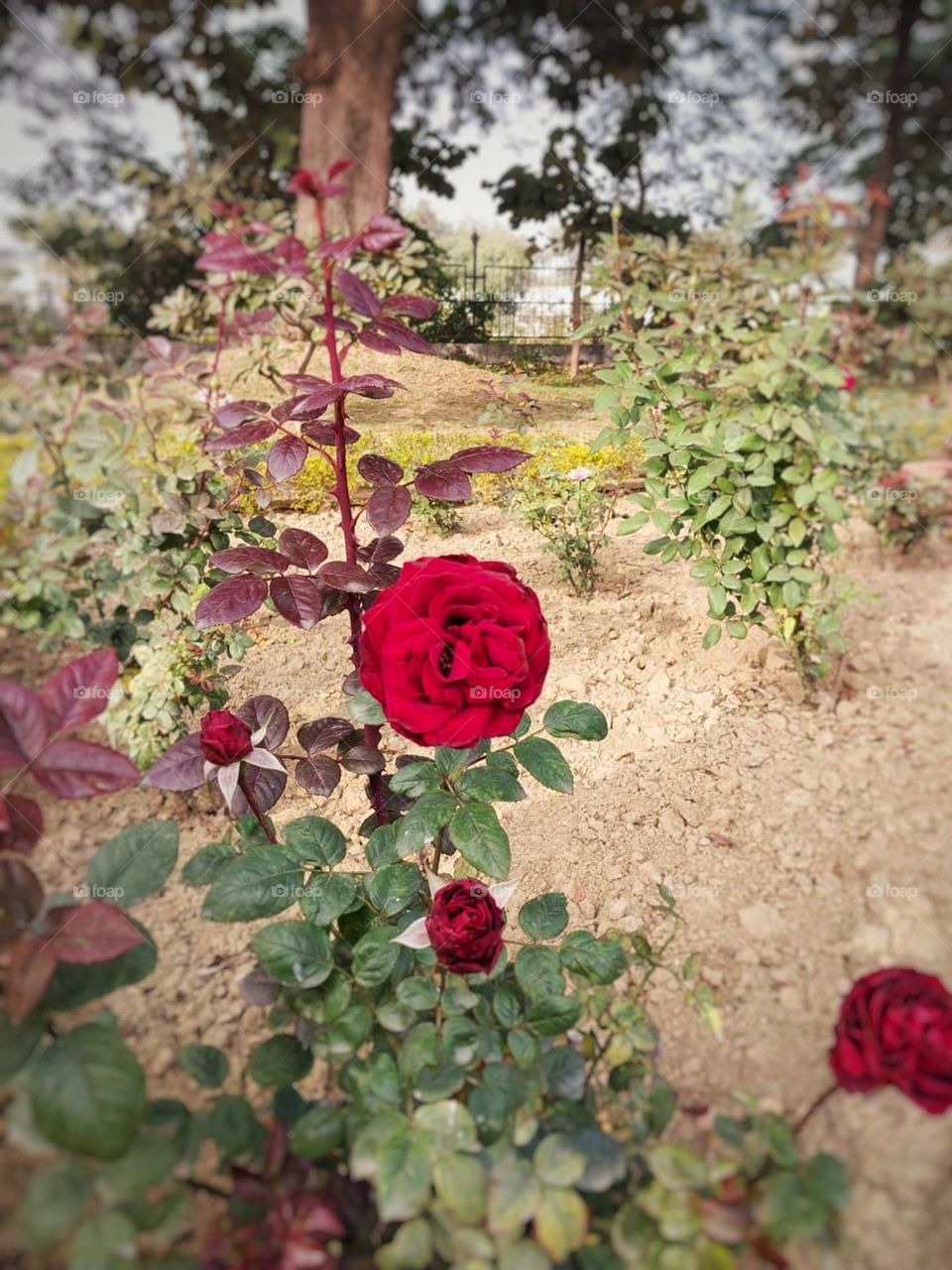 Those potted plants and flowers on the brick walkway look amazing! The vibrant colors and the way they're arranged make it such a picturesque scene. It must be a wonderful place to take a stroll and enjoy the beauty of nature.