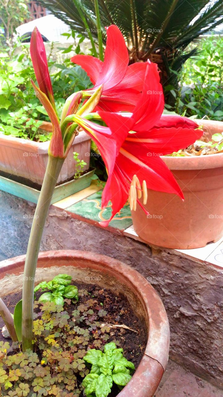 Red Lion lilies (amaryllis) on a pot on the Italian island of Ischia
