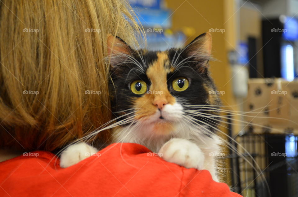 calico cat with long whiskers