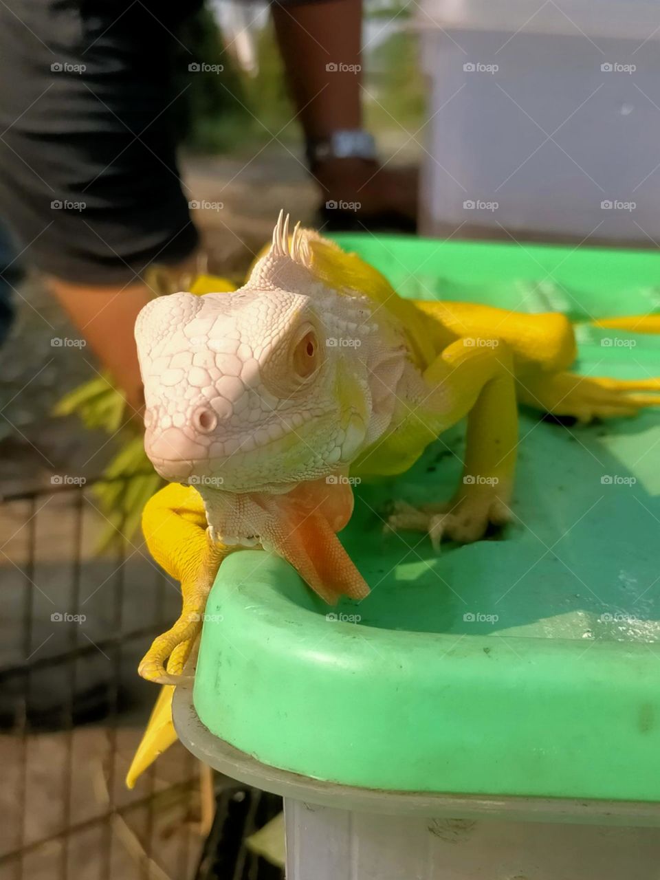 very cute yellow lizard