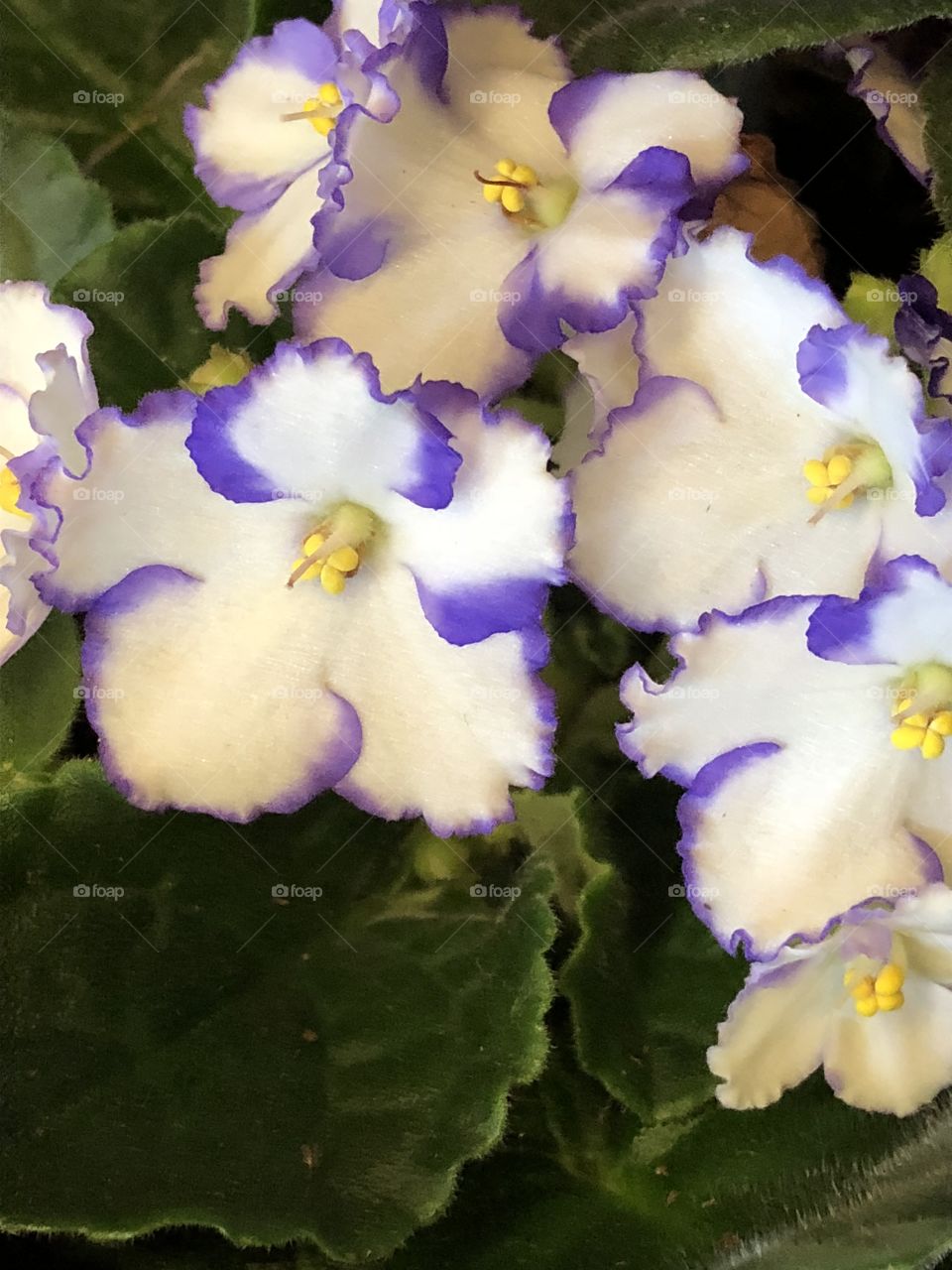 African violet