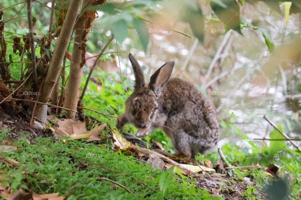 A wild rabbit in a wooded part of the city of Madrid