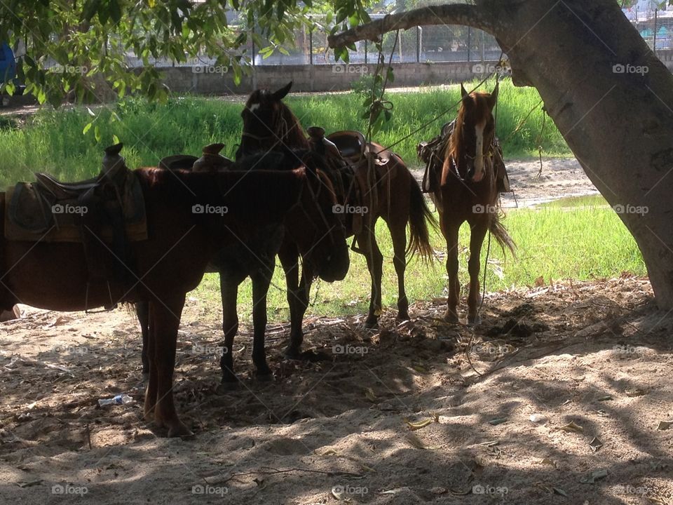 Sayulita, Nayarit . Beautiful horses