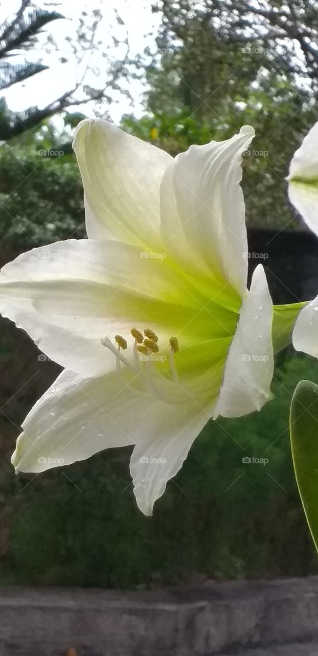 white lily