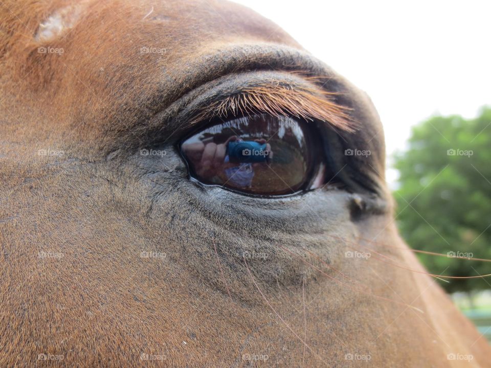 Horses eye