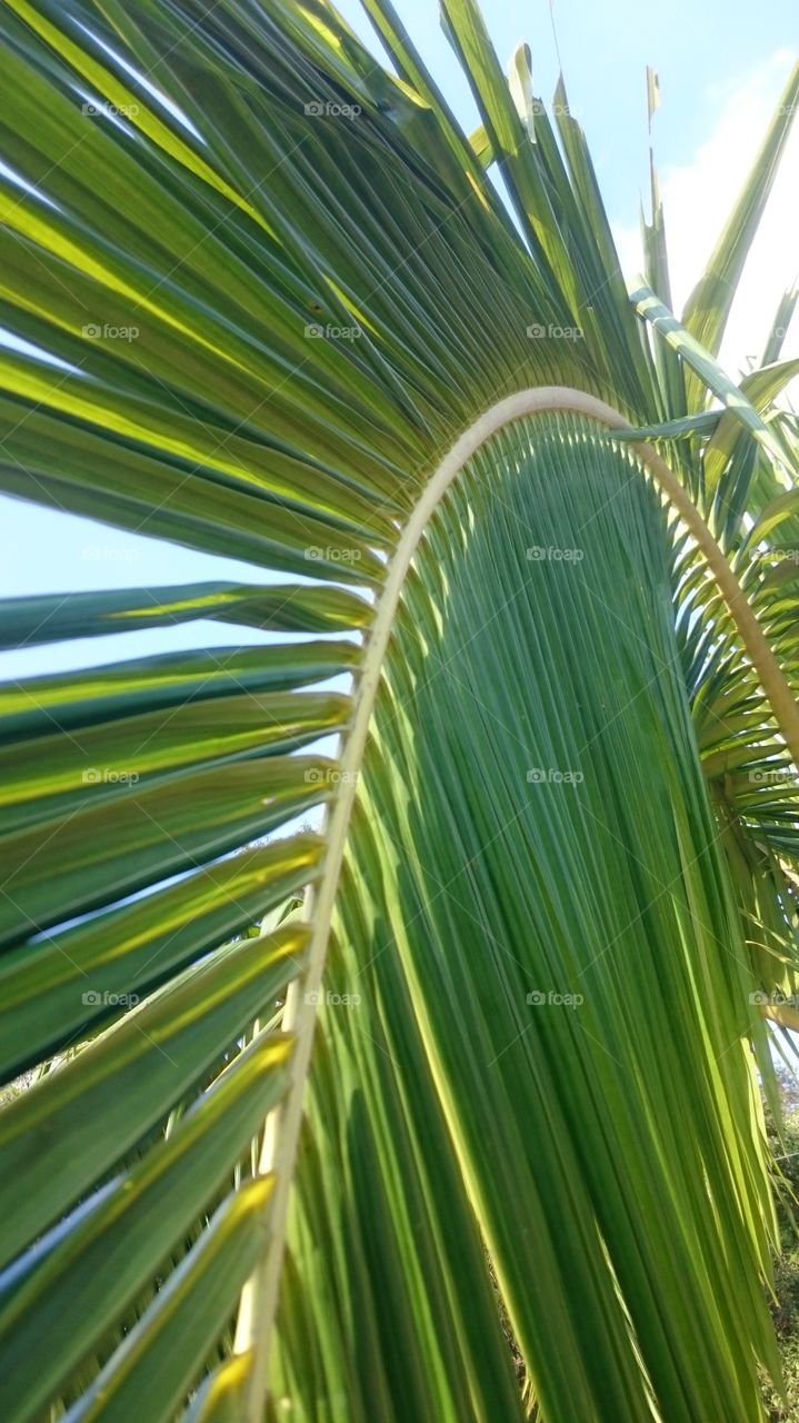 Close-up of palm tree branch