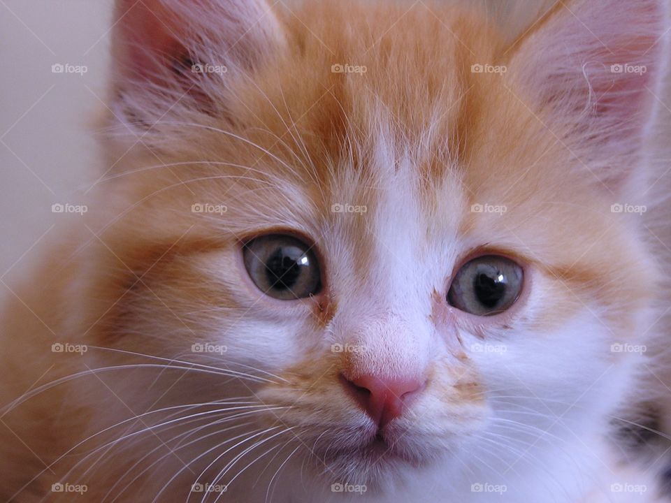 Orange and White Kitten. Kitten waiting for her new home