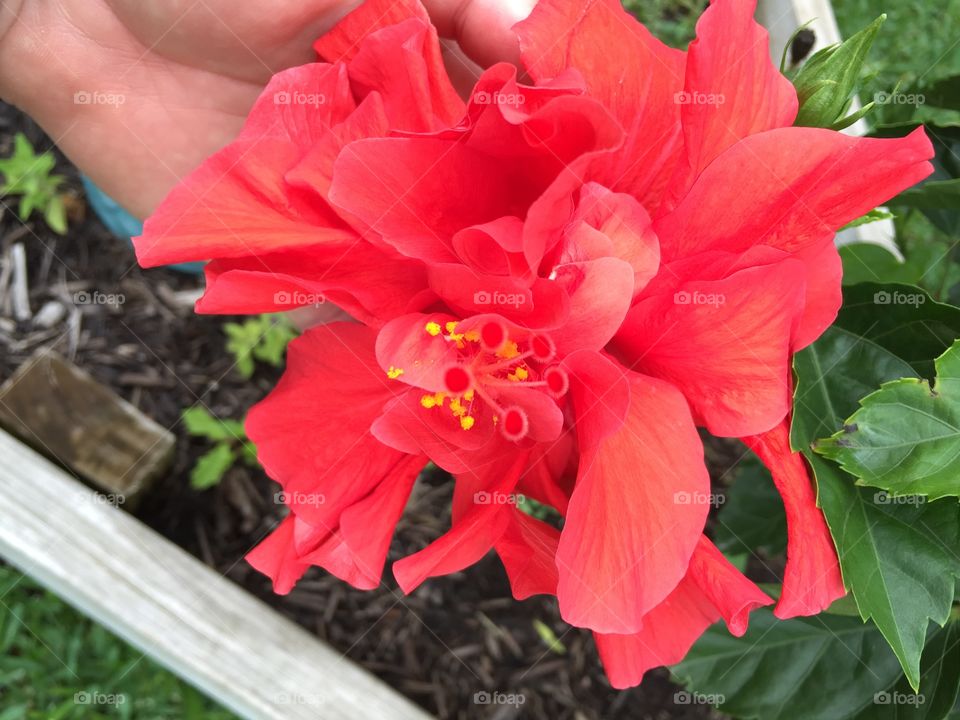 Double hibiscus 