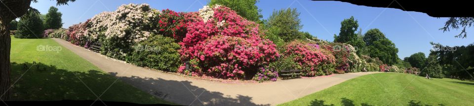 Summer in the Park