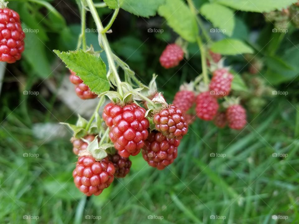 BlackBerry in my garden