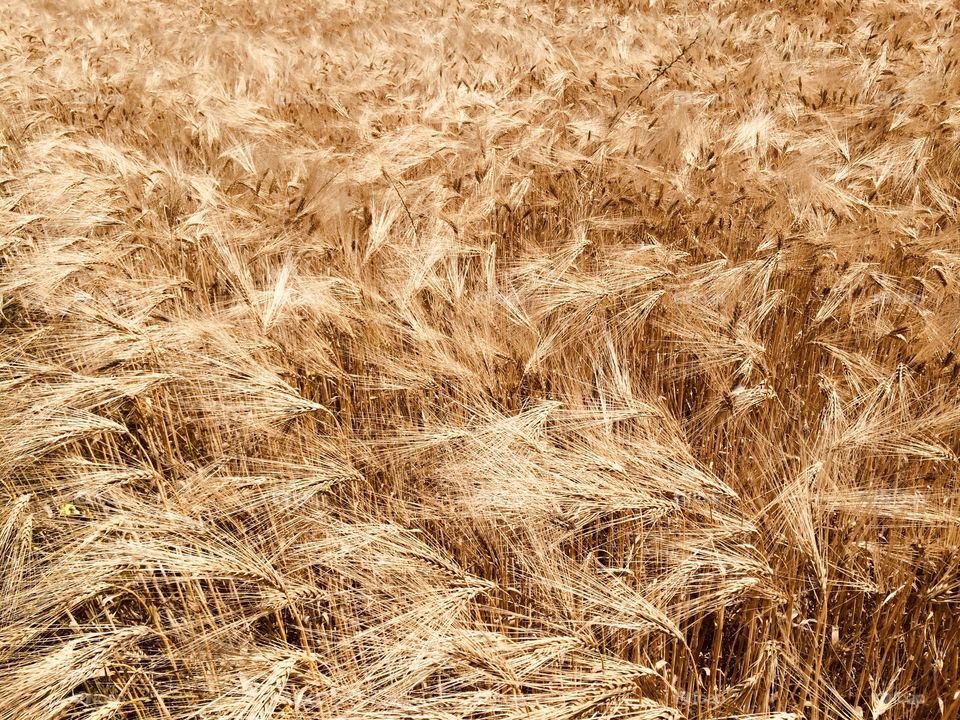 autumn field wheat crop