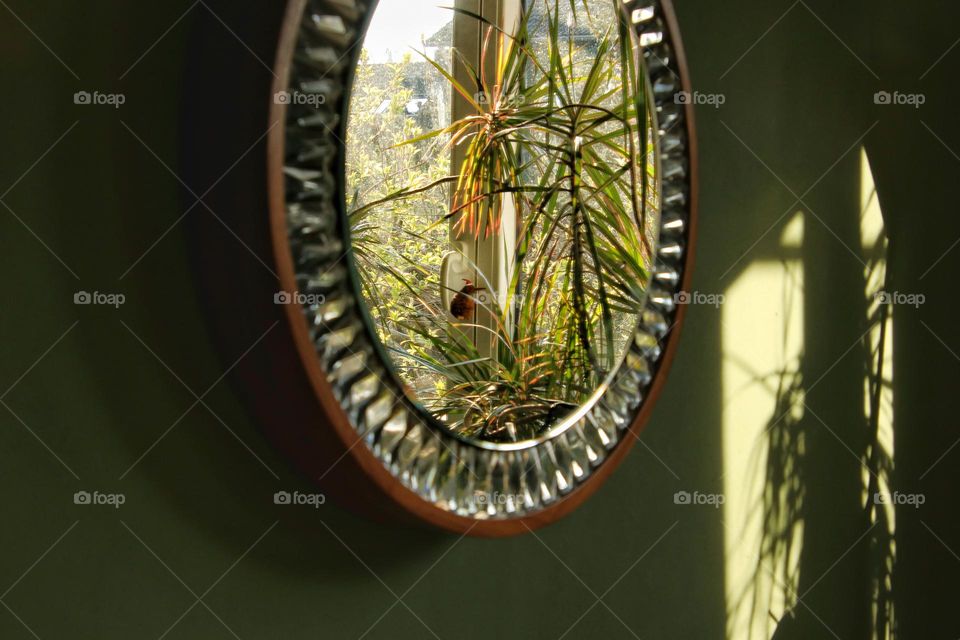 Reflection of plants in a round mirror hanging on a green wall
