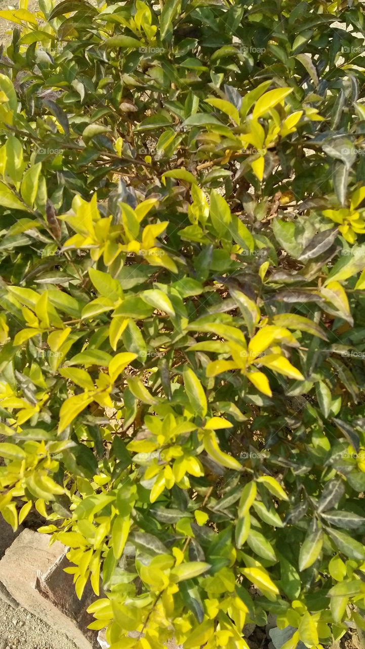 shrub
