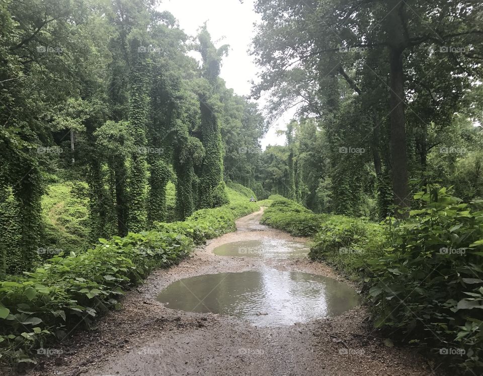 Kudzu takeover or magical wonderland? This trail pops up out of nowhere to provide lush greenery in the middle of a barren forest. 