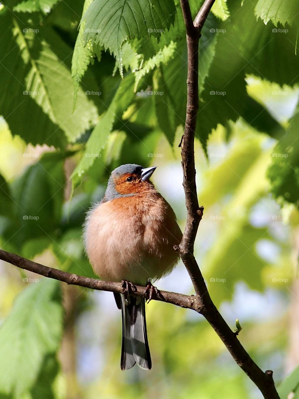 Chaffinch