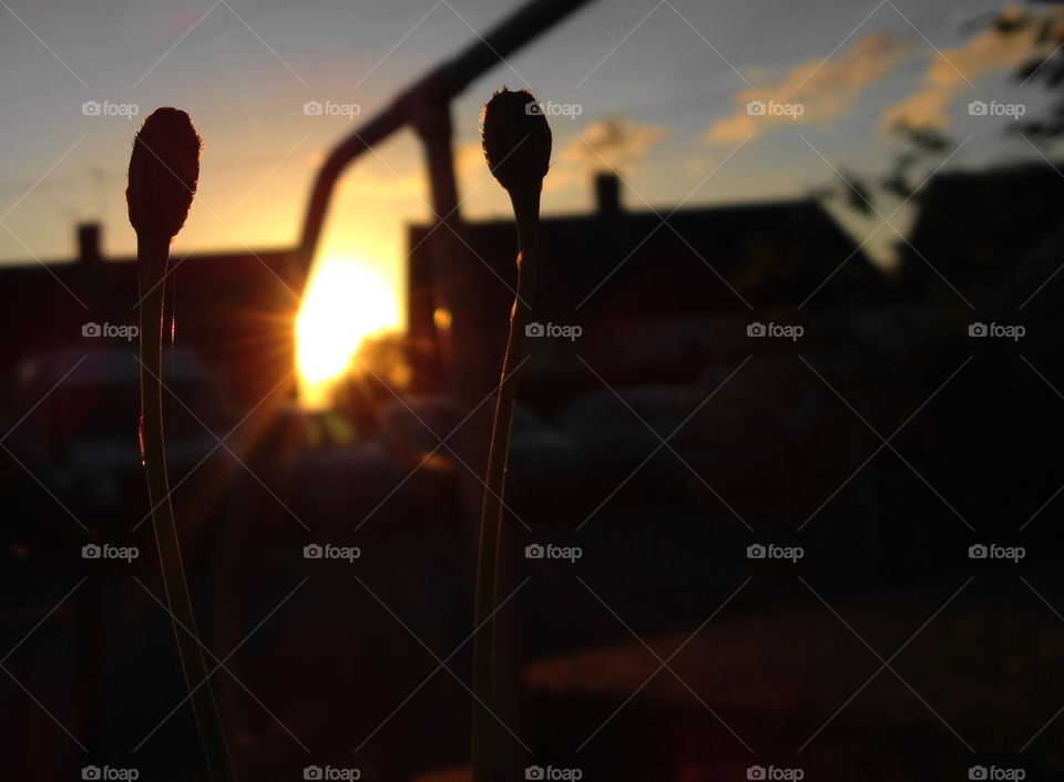 golden hour in my neighborhood